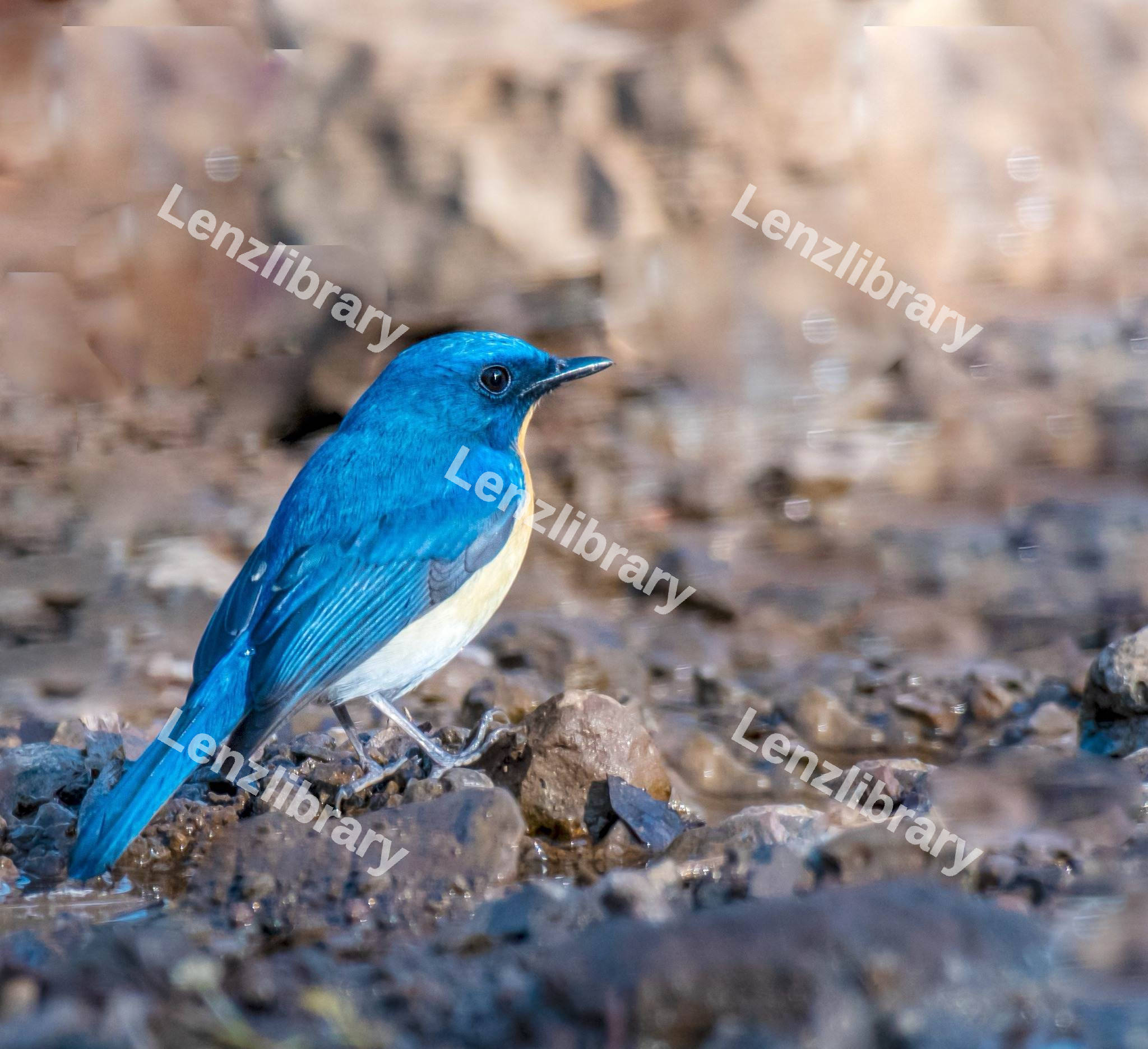 Blue throated flycatcher sitting on the floor